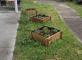 Chut… le potager prend vie à l'accueil de jour ! Le Parc des Oliviers Parempuyre